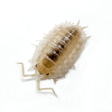 Oniscus Asellus